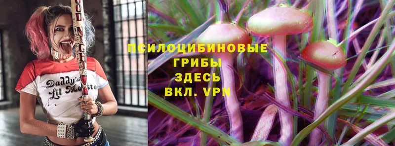 Псилоцибиновые грибы Psilocybine cubensis  как найти наркотики  Куровское 